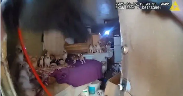 根據奧格登警方公布的隨身紀錄器畫面顯示,當他們打開小屋的木門,成群結隊的貓狗佔據了視野中的每一個角落。(圖/翻攝X)
