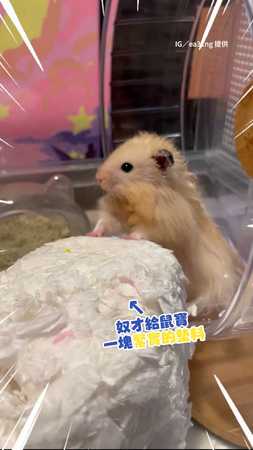 【可愛鼠】黃金鼠拿整塊墊料一臉問號！小手撐直愣住：怎麼鋪床？