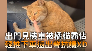 出門見機車被橘貓霸佔　輕推下車還出聲抗議XD