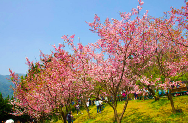 ▲陽明山賞櫻景點,櫻花。（圖／〃風の攝影趣〃提供）