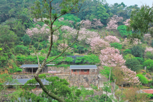 ▲陽明山賞櫻景點,櫻花。（圖／〃風の攝影趣〃提供）