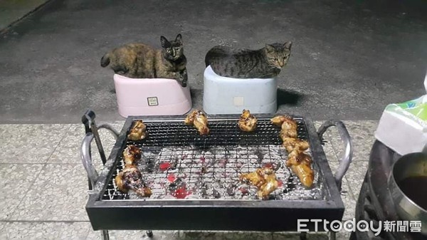 ▲3喵皇「排排坐」乖等烤蝦！　三花「等到度辜」嘴開開。（圖／飼主西索提供）