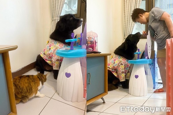 ▲▼藏敖犬芒果。（圖／粉專「芒果尬柚柚」授權提供）