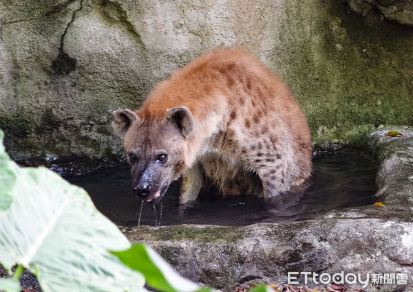 ▲▼行豐玩具不離手 斑點鬣狗反差萌。（圖／台北市立動物園提供，下同）