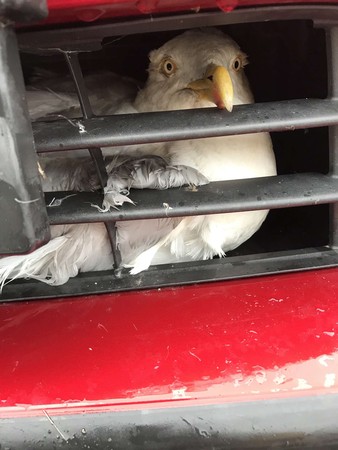 ▲汽車頭冒出詭異目光！　轉頭見「炸毛呆頭」卡身動不得：救救我～。（圖／翻攝自Facebook／RSPCA (England & Wales)）