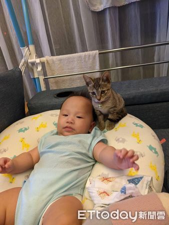 ▲虎斑來家3天收服爸！「背後抱抱」陪萌娃睡覺　見他哭鬧秒關心。（圖／網友珺珺提供）