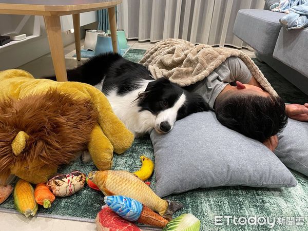 ▲邊牧「咬滿地娃娃」找酒醉爸玩遭抱抱壓制　汪姐背後冷眼鄙視。（圖／飼主劉小真提供）