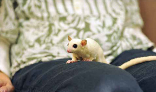 台灣東販《蜜袋鼯完全飼養手冊：從認識理解、互動照顧到疾病預防，飼主必學知識全收錄》