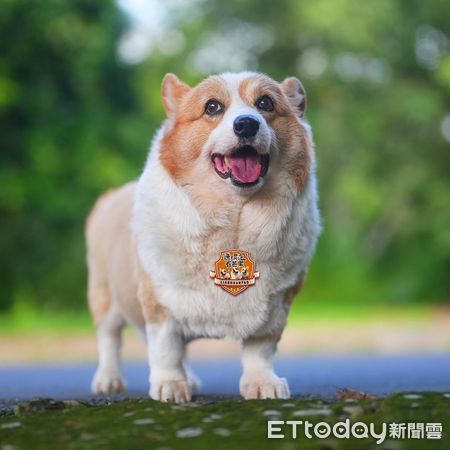▲觸診被戳中笑穴！　柯基爽露「可以色色臉」笑翻萬人：非常母湯。（圖／粉專「連環泡有芒果」提供）