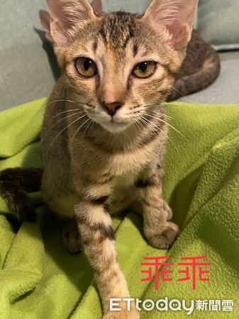 ▲▼浪浪眼睛受傷自卑被收編 新手媽咪：我愛的就是你的眼睛 如同戴美瞳。（圖／飼主皮皮媽授權）