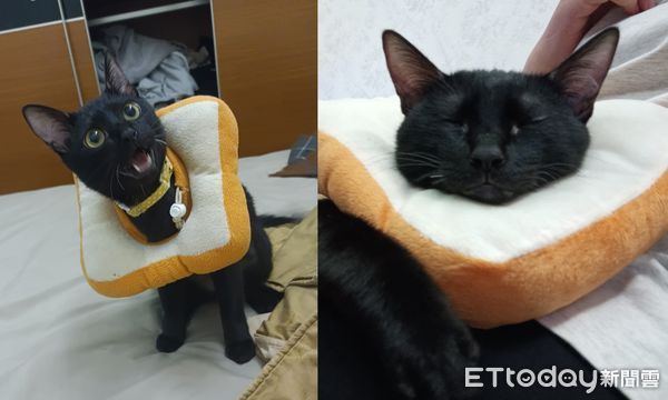 ▲貓咪結紮完回診！　獸醫見「巨黑圓鼻康」秒想起牠：比一般的貓大。（圖／IG／toutou.momo.life提供）
