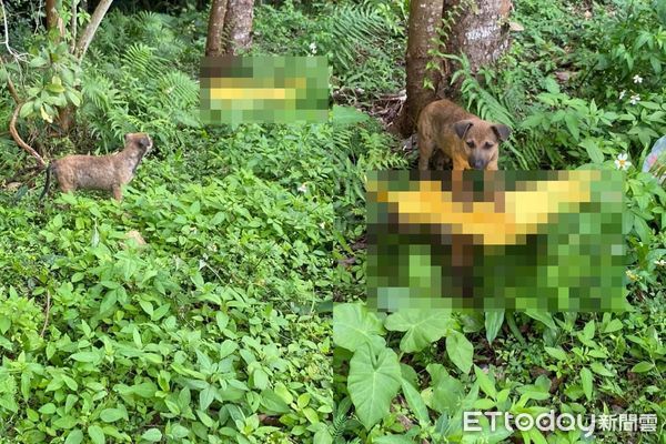 ▲環島遇小狗坐路邊大哭！　他跟著追向前「屍臭味撲來」：牠在求救。（圖／洪彥琪提供）