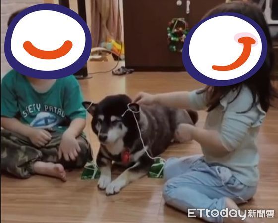 ▲▼還要居家上課！厭世柴「被迫戴肉粽耳環」　擺臭臉當美勞課麻豆。（圖／飼主劉姿姿提供）