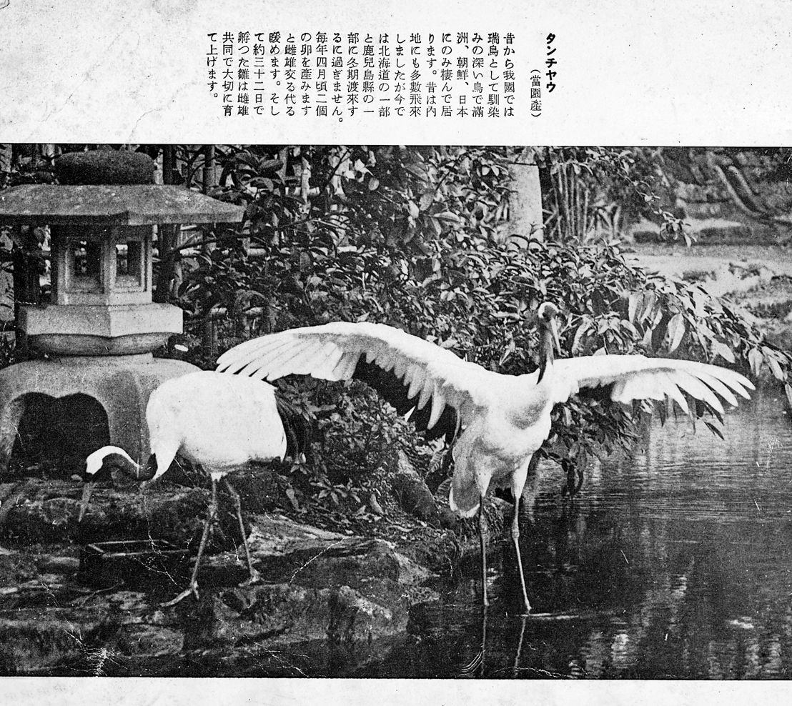 ▲▼BIG擺脫「不給力」汙名〜丹頂鶴終於繁殖成功。（圖／台北市立動物園提供，下同）