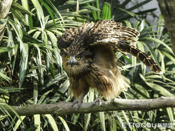 台北市立動物園鳥類。（圖／台北市立動物園提供）
