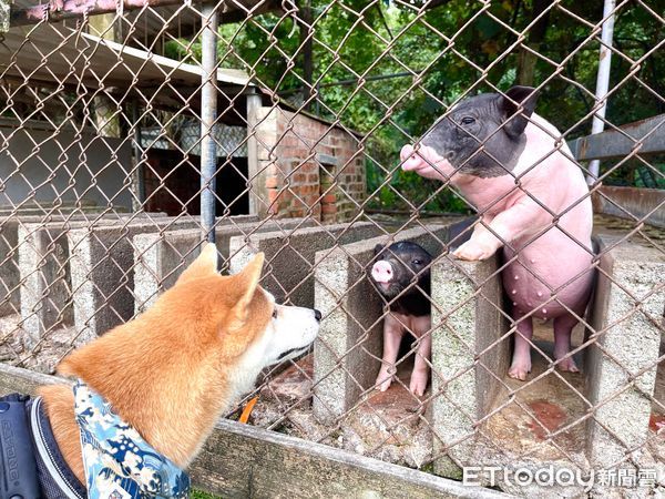 ▲▼皮皮（圖／皮皮馬麻Penny授權，請勿隨意翻拍，以免侵權。）