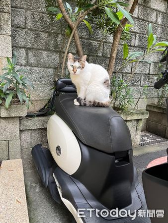 ▲▼收到違停紅單！　她見車上冒出「超萌線民」嘴角失守：沒這麼氣了。（圖／網友Aya Miyabi提供）