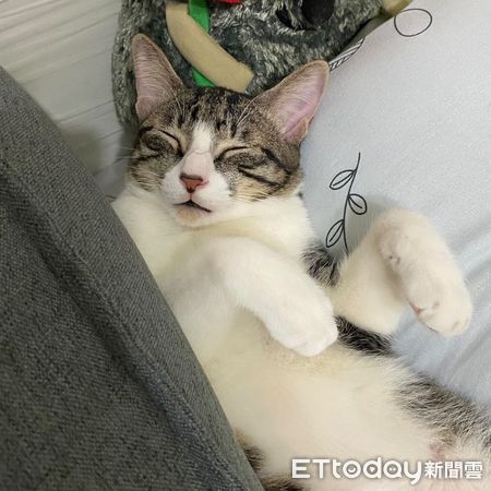 ▲▼再買就剁手！「勤儉貓」見媽網購下單　氣炸阻擋：說好最後一次。（圖／IG@bettercallguri提供，下同）