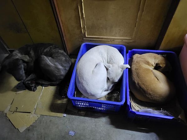 ▲3汪排排塞籃準備睡覺 　邊緣小黑「搶輸床位」快哭出來：排擠人家。（圖／有點毛毛的／飼主李詣超提供）