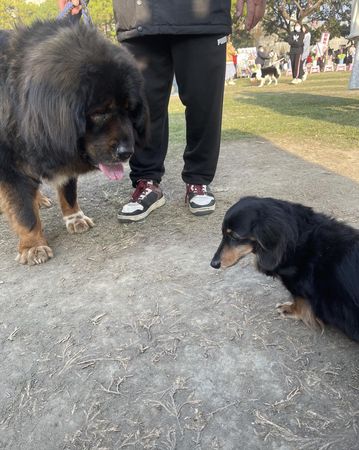 ▲曾痛扁小藏獒　臘腸犬見牠「長成巨猛獸」嚇壞撇頭：對...對不起。（圖／有點毛毛的／粉專「咕嚕咕嚕雙腸搗蛋」提供）