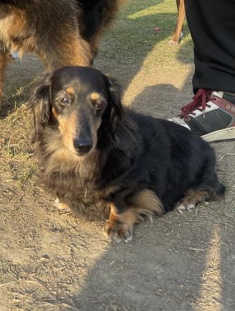 ▲曾痛扁小藏獒　臘腸犬見牠「長成巨猛獸」嚇壞撇頭：對...對不起。（圖／有點毛毛的／粉專「咕嚕咕嚕雙腸搗蛋」提供）