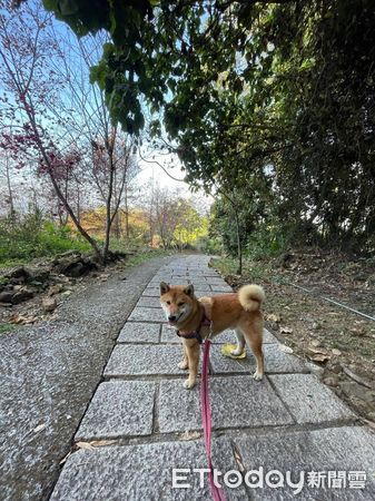 ▲玩完就亂丟！柴犬目睹狗碗「被車壓扁」傻眼　媽無奈：不要吃飯了。（圖／飼主張小姐提供）