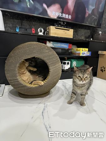 ▲▼目睹老公找「里長」火熱擁吻！正宮喵轉頭心碎　電視一排字神預言。（圖／飼主張麥麥提供）