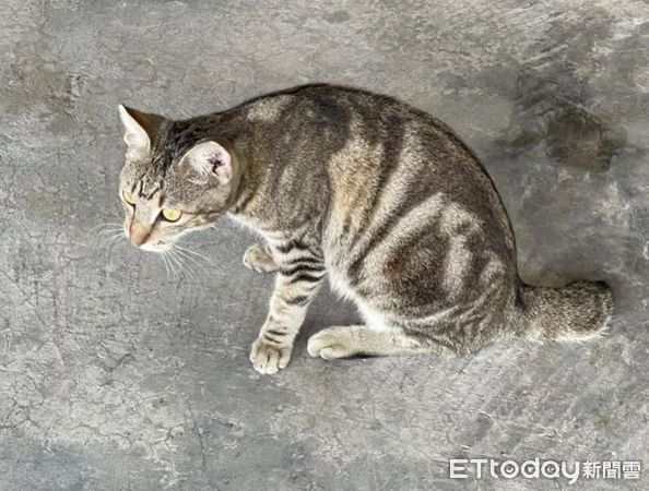 ▲台灣第二妖怪「瑯嬌靈貓」現身高雄　專家驚喜拍下：應做DNA鑑定。（圖／楊吉壽授權提供）