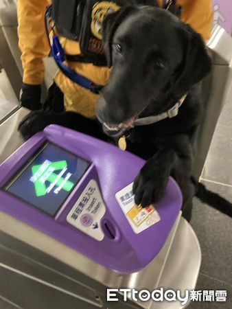 ▲搜救犬要去震災演習「腳掌嗶卡」超興奮　領犬員笑：你靠臉免費啦。（圖／粉專「Tyfd-K9桃園搜救犬隊」提供，請勿隨意翻拍，以免侵權。）