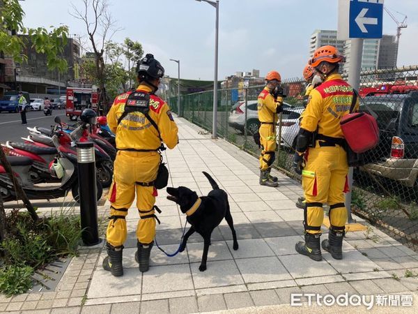 ▲搜救犬Emma。（圖／粉專「Tyfd-K9桃園搜救犬隊」提供，請勿隨意翻拍，以免侵權。）