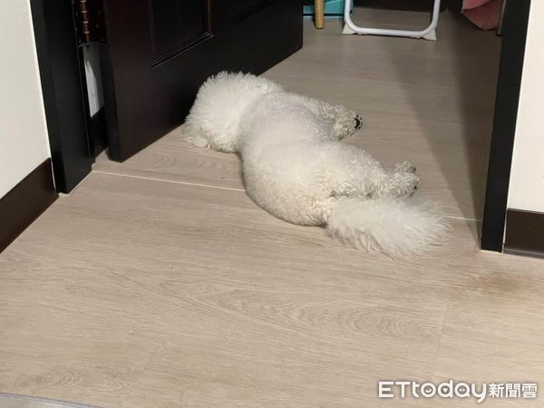 ▲找嘸車鑰匙！比熊犬踏上草皮「甩頭挖呀挖」奇蹟發生　媽細看樂壞。（圖／飼主Jie Ru Tu提供）