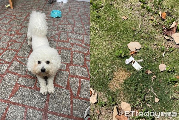 ▲找嘸車鑰匙！比熊犬踏上草皮「甩頭挖呀挖」奇蹟發生　媽細看樂壞。（圖／飼主Jie Ru Tu提供）