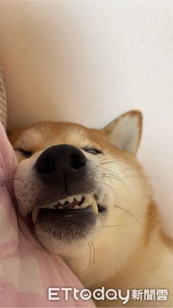 ▲柴犬「雞腿」。（圖／飼主邦妮授權提供）
