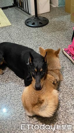 ▲杜賓在別人碗裡「精準拉屎」加料！惹怒柴犬　跑去饋背上求原諒。（圖／網友Yuchia Chien提供，請勿隨意翻拍，以免侵權。）
