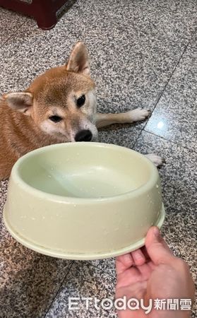 ▲杜賓在別人碗裡「精準拉屎」加料！惹怒柴犬　跑去饋背上求原諒。（圖／網友Yuchia Chien提供，請勿隨意翻拍，以免侵權。）