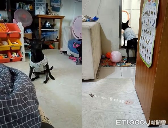 ▲聽到哭聲！黑狗「走路搖晃」吃力爬上床哄妹妹　送醫才發現早中毒。（圖／粉專「角姐姐pk寶妹妹」提供，請勿隨意翻拍，以免侵權。）
