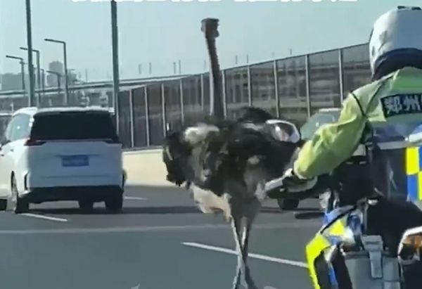 ▲高架橋狂奔！鴕鳥屁屁狂搖「絆倒追捕警車」　動物園證實：已帶走。（圖／翻攝自微博）