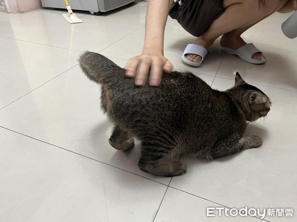 ▲奴才挑戰「餵貓時突然跑走」　虎斑臉放大看笑噴千人：晚上小心了。（圖／飼主鍾小姐提供）