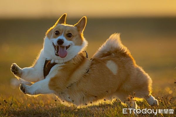 ▲▼兩隻柴犬上演討債喜劇，姊姊兇兇踢一腳：收保護費了。（圖／網友林先生提供，請勿隨意翻拍，以免侵權。）