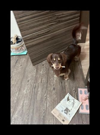 ▲▼皮在癢！臘腸偷叼泡麵「想被阿公罵」　挑釁失敗還回頭：快追偶呀。（圖／有點毛毛的／臉書粉專「Cooper是隻Doooooog」提供）