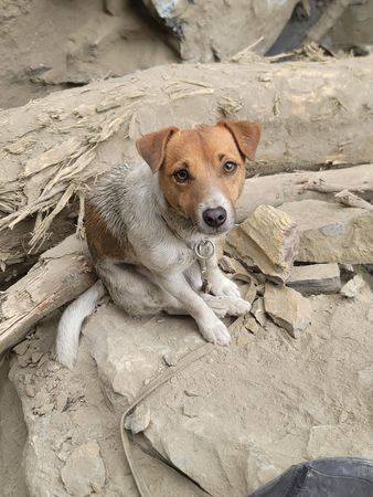 花蓮搜救犬隊搜救犬Wilson建功。（圖／翻攝自花蓮搜救犬隊～ｗｈｆ犬客臉書）