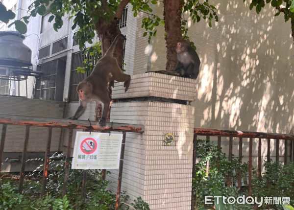 ▲內湖高工出現2隻獼猴。（圖／網友柯先生提供，請勿隨意翻拍，以免侵權。）