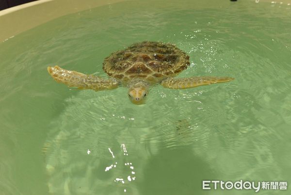 ▲今年接獲34起擱淺事件！「鯨豚海龜課程」培養小學生海洋保育知識（圖／新北動保處提供。）
