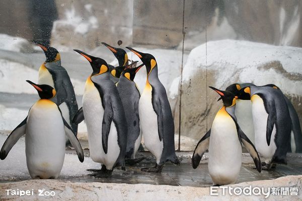 ▲水獺最愛吃臺灣鯛！動物園辦活動「藉愛吃魚動物」學習海洋永續（圖／台北市動物園提供）