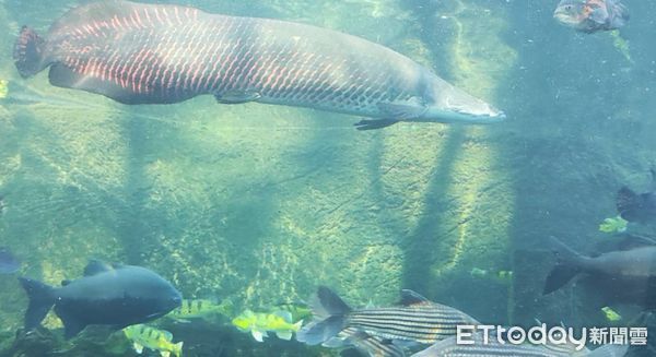 ▲水獺最愛吃臺灣鯛！動物園辦活動「藉愛吃魚動物」學習海洋永續（圖／台北市動物園提供）