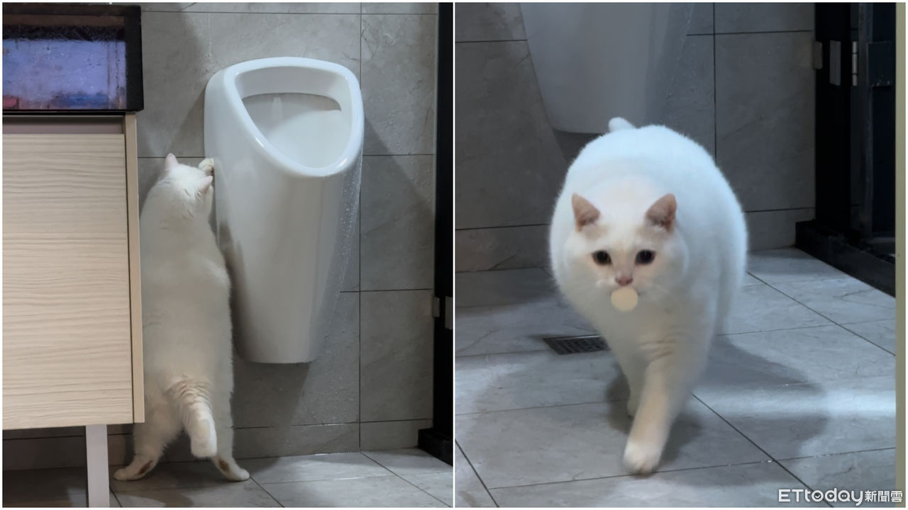 ▲▼胖貓比魯。（圖／林先生授權提供）
