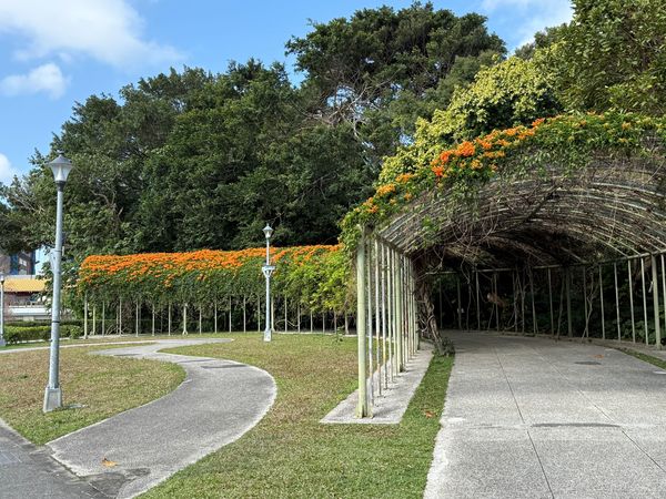 ▲花博圓山園區就有春季限定的炮仗花海。（圖／公園處提供）