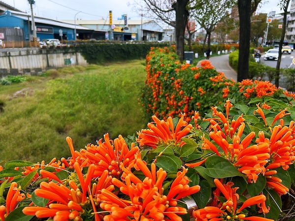 ▲鴨母港溝盛開的炮仗花就如同爆竹炸開。（圖／新北市水利局提供）