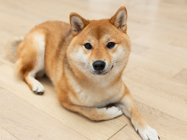 柴犬外泌體治療找回年輕步態。（圖／慈愛動物醫院提供）