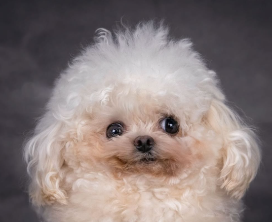 迷你比熊Lufy。（圖／翻攝自IG@sahara_kennel_rescue）